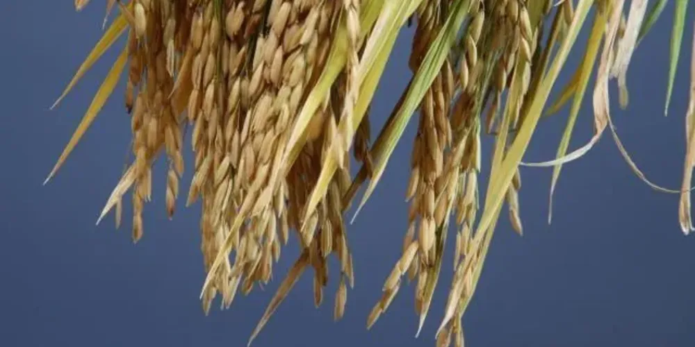Na semana passada, a média da saca de 50 quilos de arroz no Rio Grande do Sul ficou em R$ 62,83