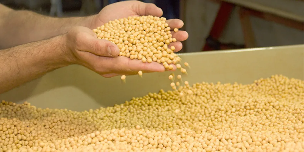 Entre os destaques estão cultivares recomendadas para a região dos Campos Gerais, com alto potencial produtivo