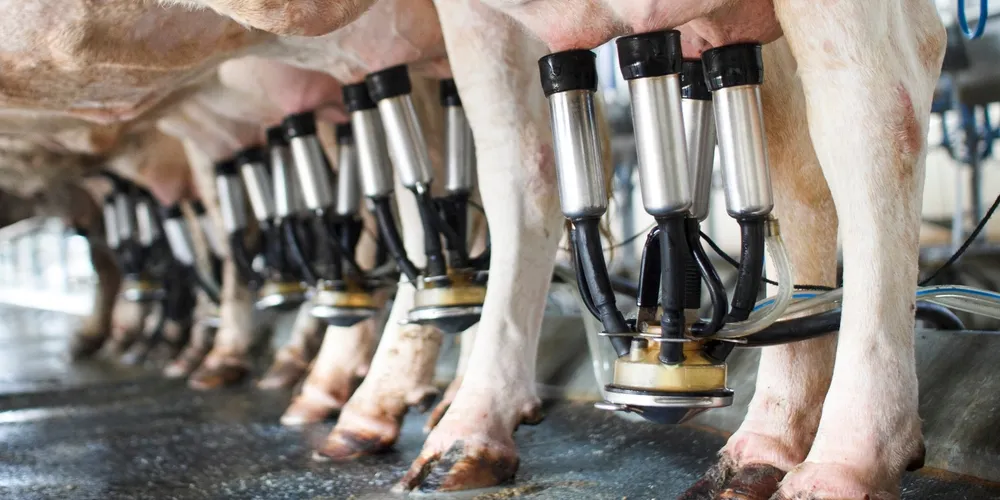 Mesmo com o recuo sazonal da entressafra, absorção da oferta por mercado aquecido sustentou reação nos preços ao produtor