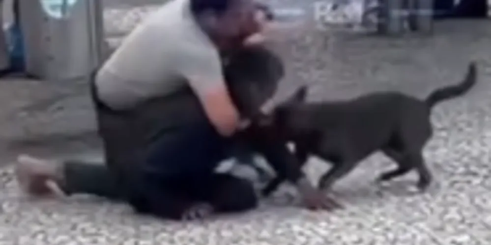 Durante a confusão, um cachorro que acompanhava um dos envolvidos tentou defender o tutor