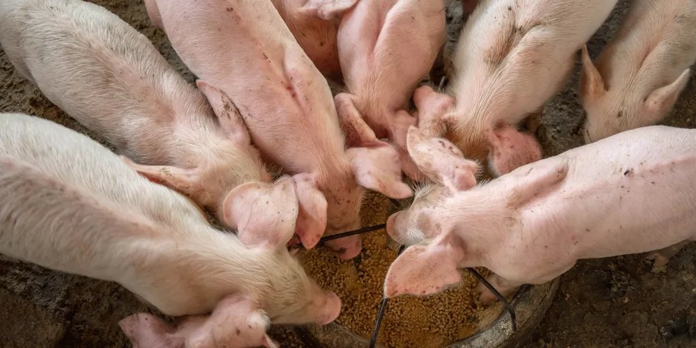 Sistema foi desenvolvido para atender aos desafios da produção de aves, suínos e bovinos por meio da nutrição de precisão e da saúde intestinal dos animais