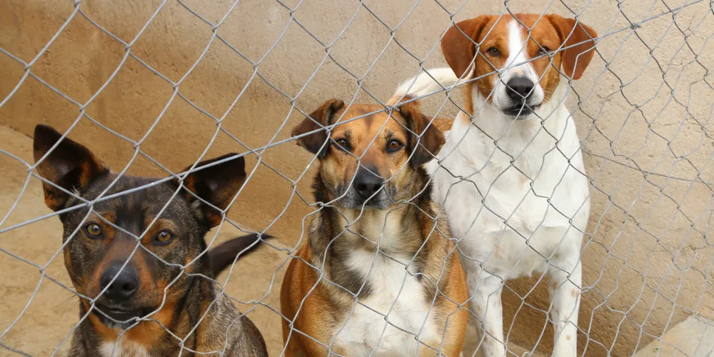 Até o momento, foram cadastrados animais que já passaram pelo canil para atendimento, vacinação ou castração