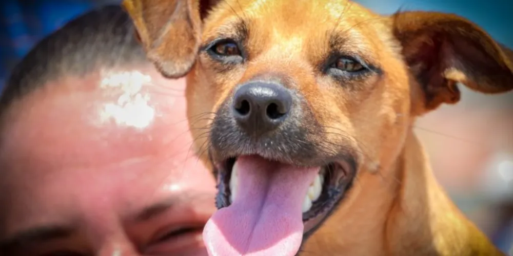 Procedimento promove o bem-estar animal e contribui para a saúde pública