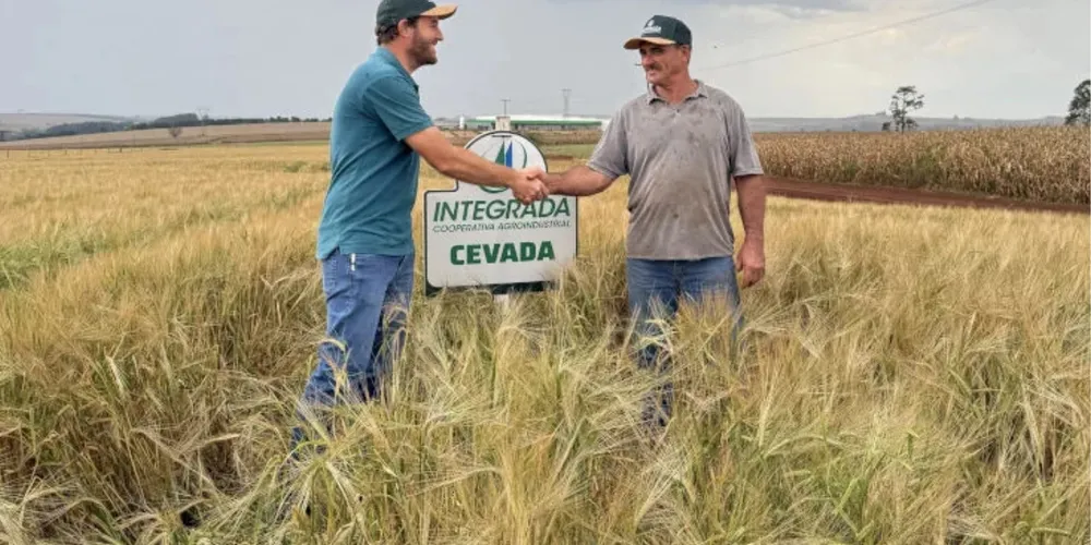 Cultivo é testado como alternativa de renda e cobertura de solo no Norte do Paraná