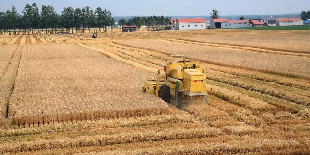 Excesso de chuva e doenças de espiga preocupam produtores no início da colheita
