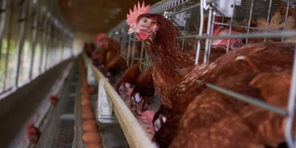 Avicultura de postura enfrenta menor cotação do ano em julho; encarecimento da ração exige 13 caixas de ovos para a aquisição de uma tonelada de farelo de soja