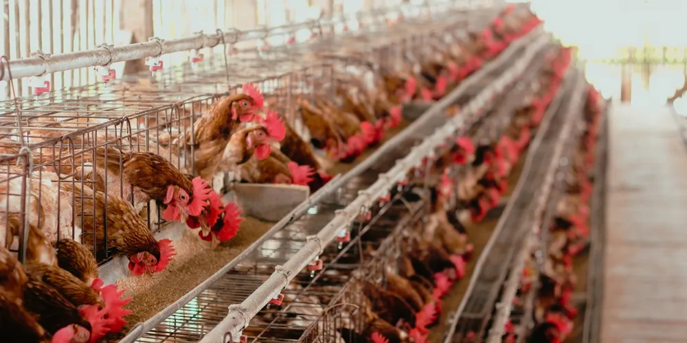 Alta nos custos com combustíveis e fretes pesou nos resultados financeiros das agroindústrias brasileiras