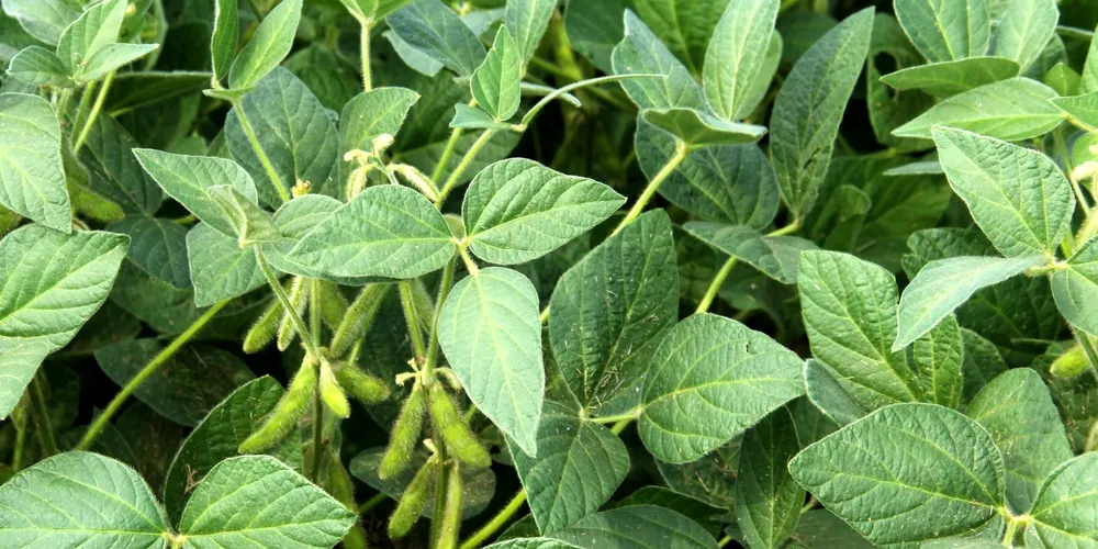 Nova safra tem potencial para atingir produção recorde, mas dependerá das condições climáticas ao longo do ciclo