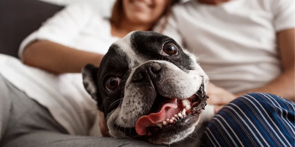 Dados revelam que apenas 30% dos cães no Brasil passam por consultas veterinárias preventivas todos os anos