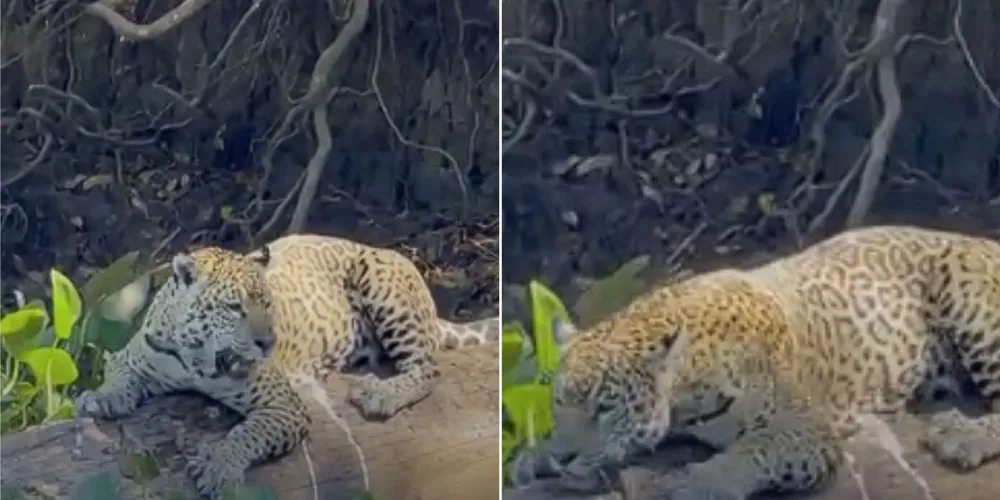 O registro chamou atenção pela proximidade e pela tranquilidade do animal