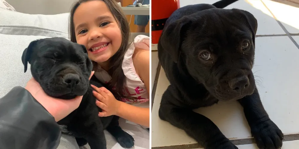 Zoe é uma filhote fruto do cruzamento entre as raças Pitbull e Pastor Alemão