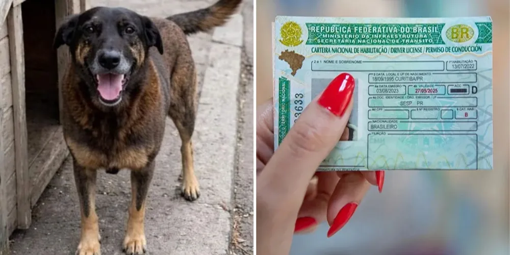 Quando o animal abandonado for cão ou gato, o período de suspensão sobe para 18 meses