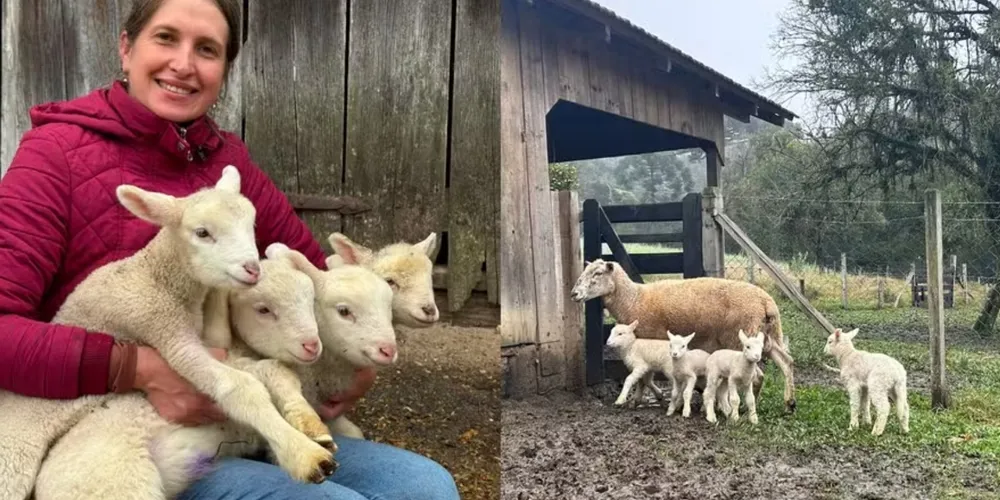 Produtora rural Juliane Mayer segura os quatro cordeiros recém-nascidos na propriedade da família, localizada em São Bento do Sul (SC)