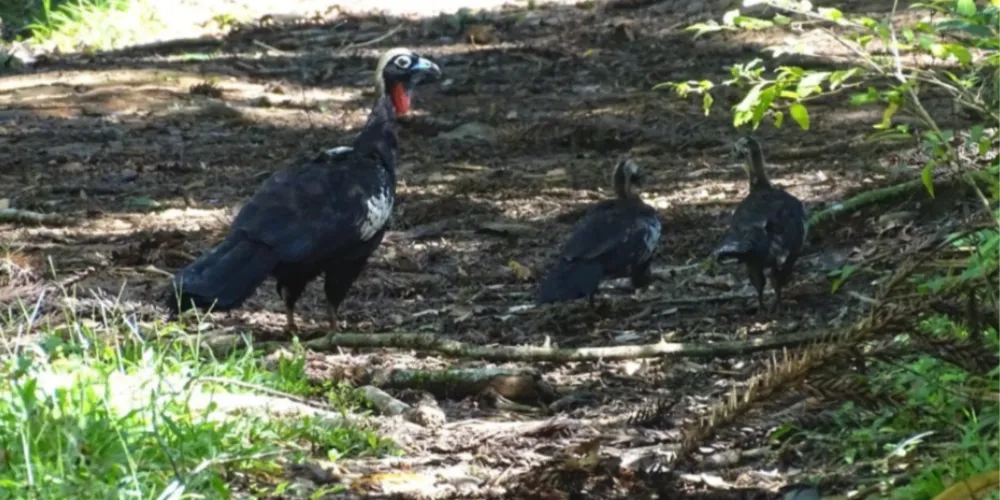 Jacutingas em vida livre avistadas nos Campos Gerais