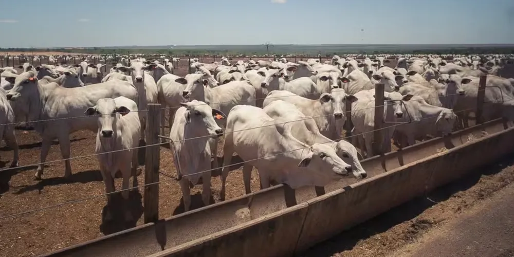Analistas apontam que a combinação de boa oferta e retração da demanda chinesa amplia a pressão de baixa sobre os preços da arroba e da carne no mercado brasileiro