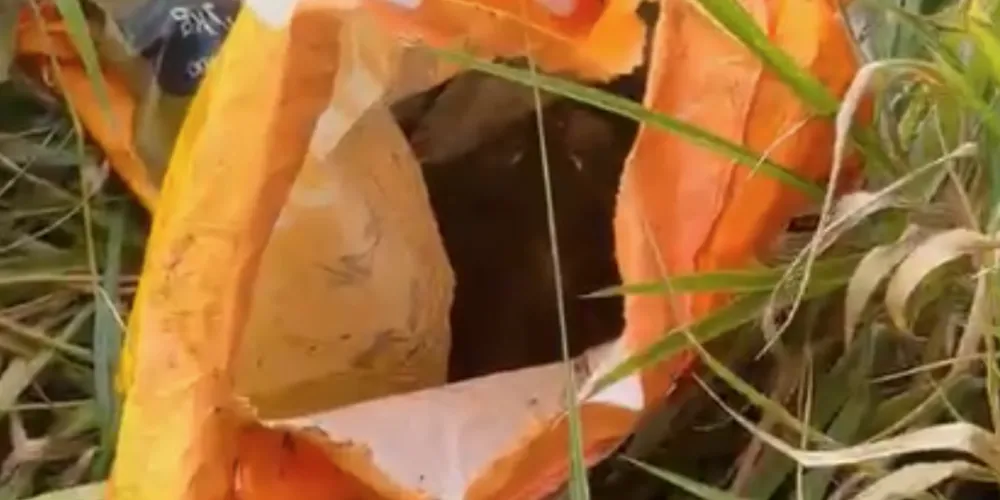 O animal foi encontrado sem vida e em estado de decomposição dentro de um saco de ração