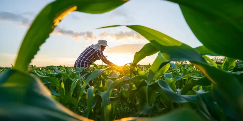 Negociações concluídas em Brasília definem socorro bilionário ao setor agropecuário por meio de Medida Provisória