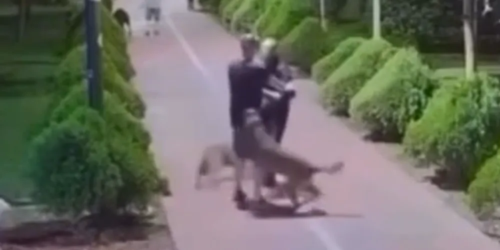 Um homem confronta outro tutor por agredir seu cachorro