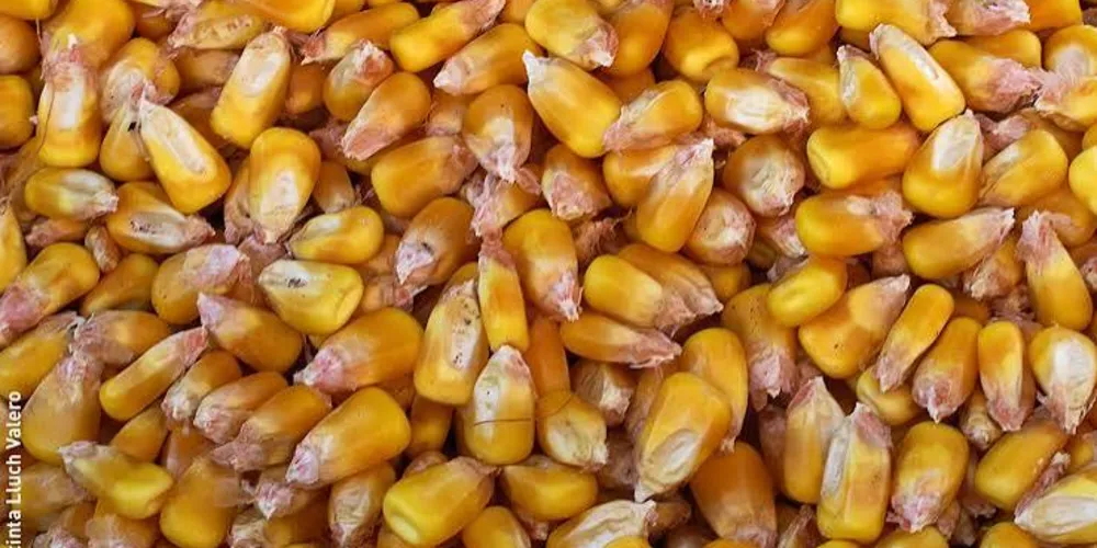 O milho adquirido deverá ser entregue nas Unidades Armazenadoras da Conab localizadas nos estados de Goiás, Mato Grosso, Mato Grosso do Sul e Minas Gerais