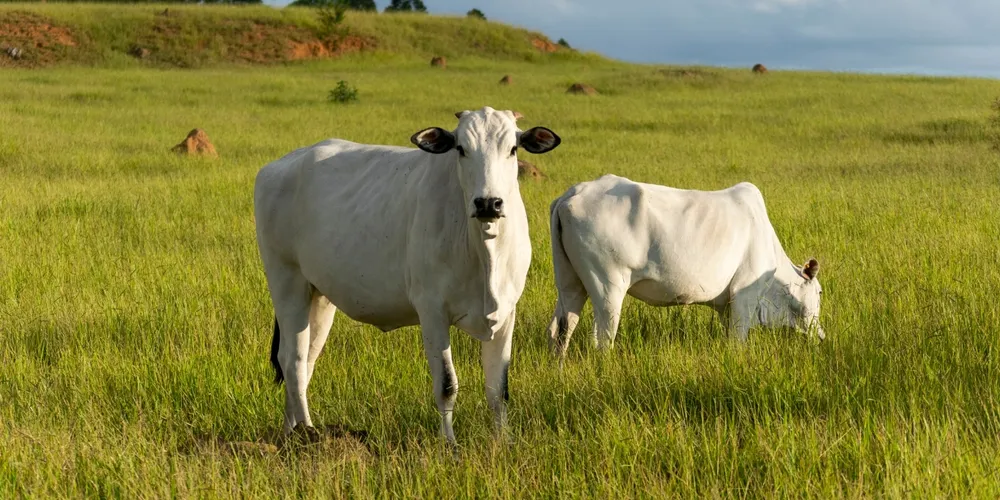 Manejo adequado e avaliação técnica de pastagens durante o período de inverno garantem a recuperação da fertilidade do solo e otimizam o ganho de peso do rebanho para a estação seguinte