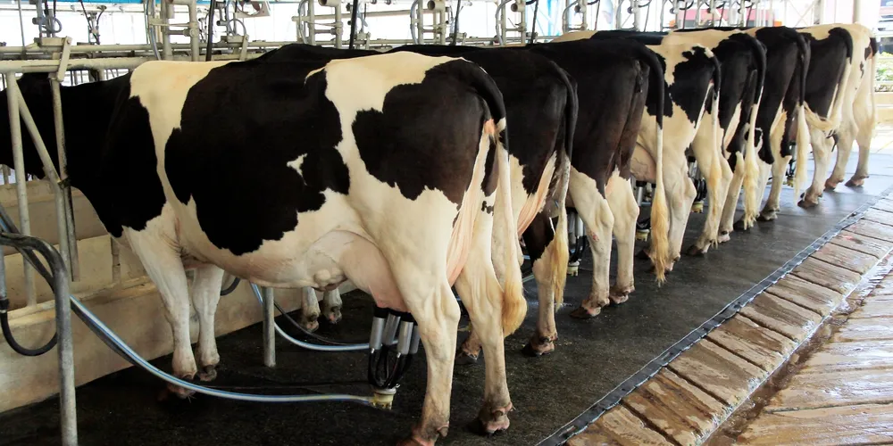 Com a chegada do mercado futuro de balcão, a atividade ganha mais previsibilidade e proteção contra as oscilações de preços no campo