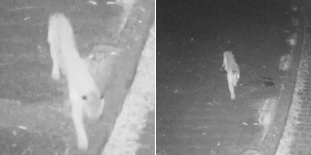 Imagens do animal foram registradas por câmera de segurança