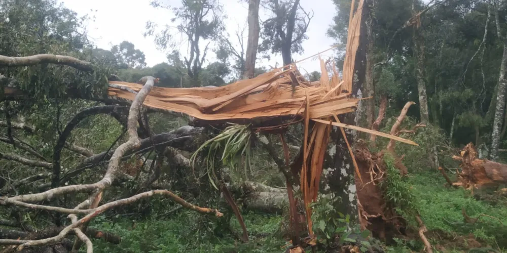 Danos do tornado que ocorreu em 2023 em Piraí do Sul