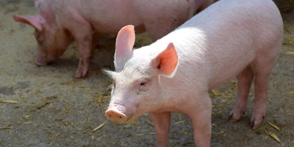 Baixa cotação do animal vivo pressiona custos e provoca saída de produtores da suinocultura