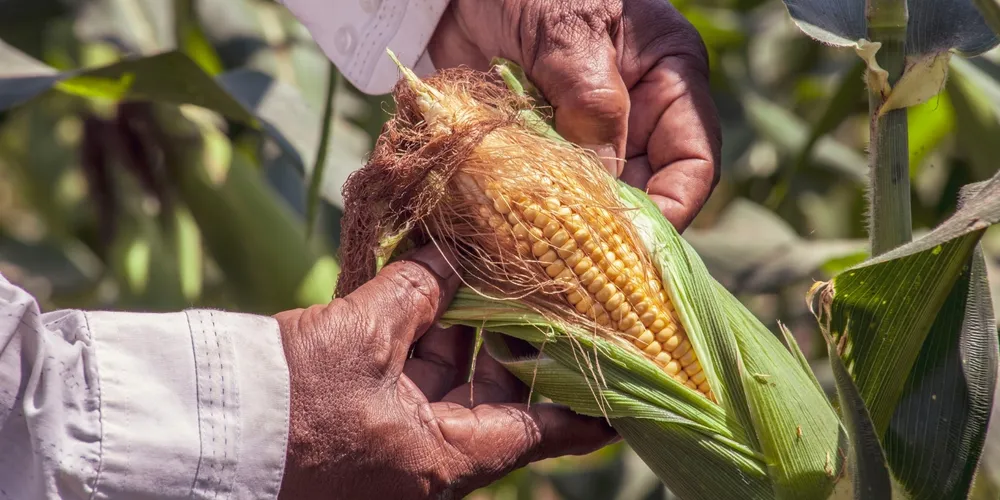 Compradores acompanham ritmo da colheita da segunda safra para planejar novas aquisições de milho após alta de 3% em julho