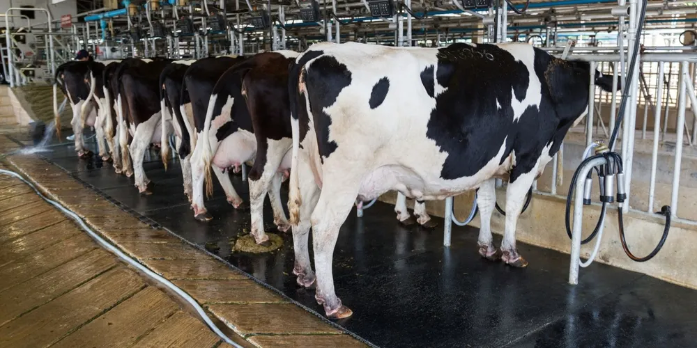 Preço do leite cru sobe 4,65% em julho