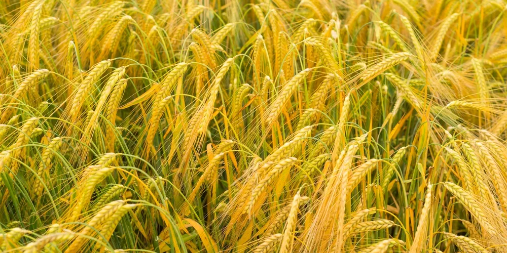 Núcleo Regional de Ponta Grossa concentra a maior área plantada de cevada no Paraná