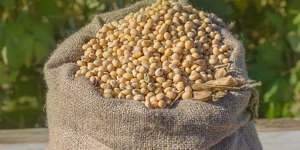 Saca de 60 kg da oleaginosa atingiu R$ 142,65 no Porto de Paranaguá