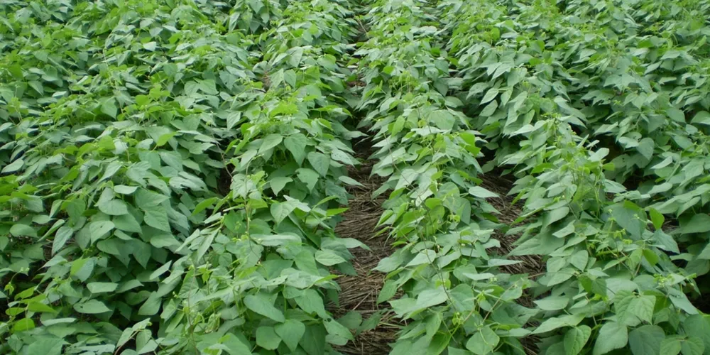 Safra de verão 2026/27 deve consolidar mudanças na ocupação das áreas agrícolas do Paraná, com avanço do tabaco e da soja e retração do feijão de primeira safra