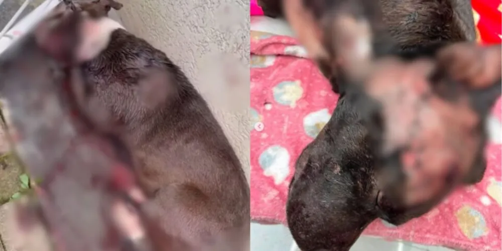 Athena e Tommy foram encontrados feridos após serem supostamente atacados a facadas dentro de uma residência em Curitiba