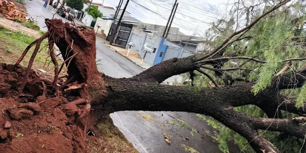Temporal Apucarana