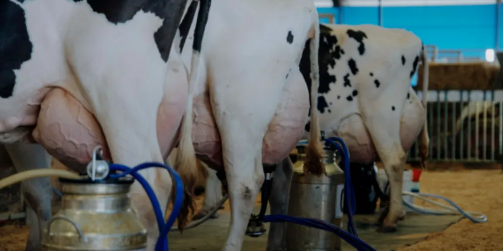 Durante o torneio, as vacas têm sua produção de leite acompanhada