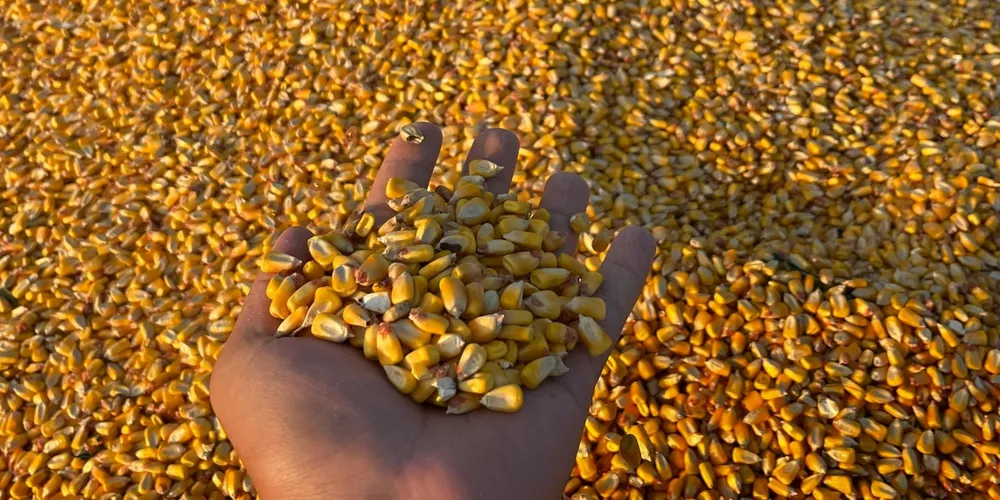 Avanço da colheita do milho segunda safra pelo país não impede a sustentação dos preços no mercado interno, diante da retenção de oferta por parte dos produtores rurais