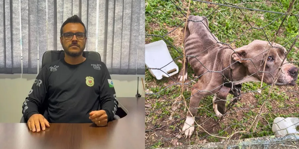 Pitbull foi encontrado em estado avançado de desnutrição e com suspeita de tumor; delegado Rafael dos Santos Pereira trouxe detalhes sobre o caso