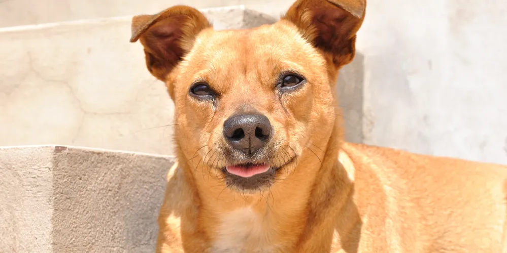 Quando o animal abandonado for cão ou gato, o período de suspensão sobe para 18 meses