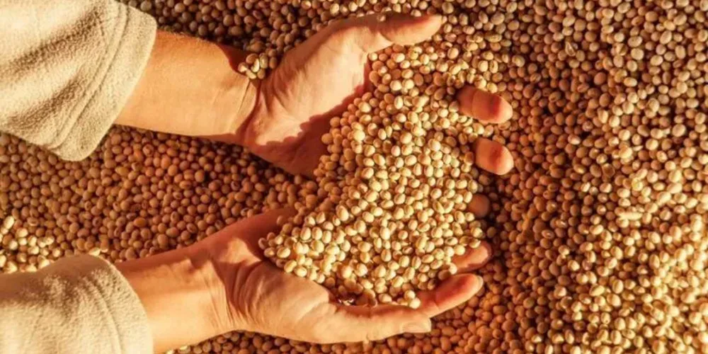 O estudo estimou que 11% das sementes utilizadas no plantio de soja no país eram de origem ilegal