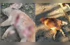 Mais de 60 animais aparecem mortos e moradores desconfiam de ataque de onça