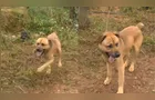 Cachorro é encontrado amarrado a poste e caso revolta moradores no Paraná