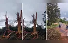 Raio destrói árvores e causa estragos na zona rural de Grandes Rios