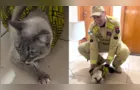 Gato cai em duto de ventilação, fica preso e é salvo por bombeiros