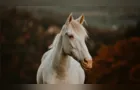 Roubado há 8 anos, cavalo raro é encontrado a mais de 500 km de casa