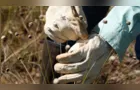 Pesquisadores encontram plantas consideradas extintas há 30 anos