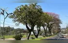 Com 26 mil árvores mapeadas, PG ganha reconhecimento internacional