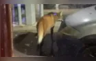 Lobo-guará é visto próximo à entrada do Parque Vila Velha em PG; veja vídeo