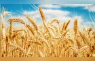 Boletim Agro detalha andamento de diversas safras no Paraná