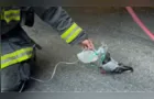 Pombo recebe máscara de oxigênio após ser resgatado de incêndio
